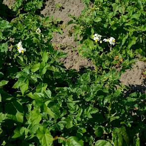 Vanaf de weg lijken de aardappelen van Meeuwissen er nog wel mooi bij te staan, maar eenmaal in het perceel wordt de schade al snel zichtbaar: het loof is iel en grillig. Ook staan er veel planten in bloei.