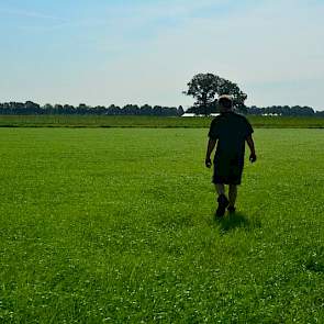 Op een perceel verderop staat gras. Begin augustus heeft Meeuwissen hier de ploeg in de aardappelen gezet. „Het was de moeite van het bewerken niet meer waard. De poters waren na een week onder water te hebben gestaan allemaal rot. 2,5 hectare aardappelen