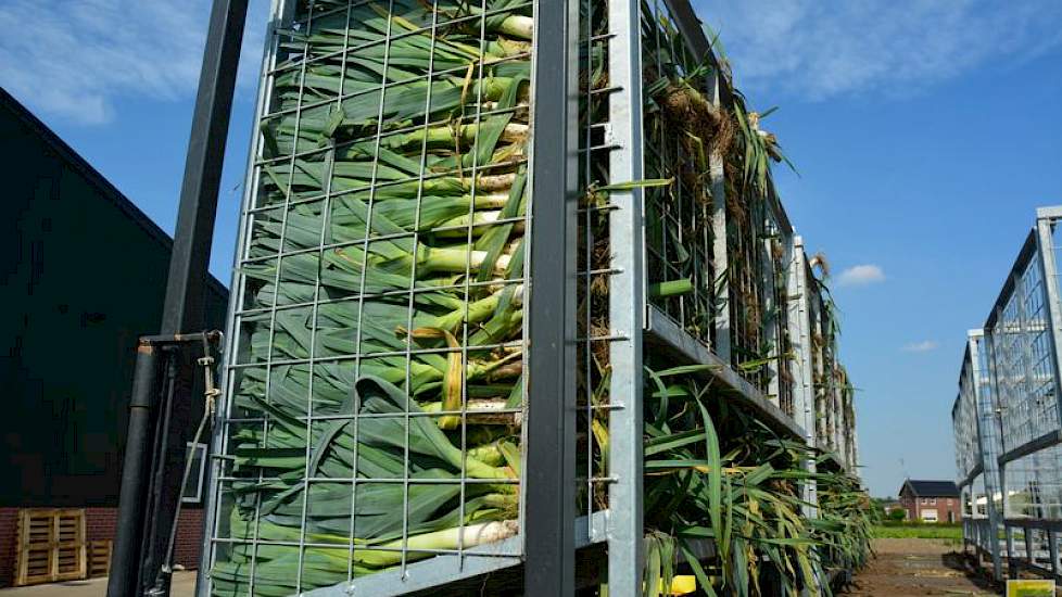 De prei van Twan Wijnen uit Maasbree (L.) is van half april tot begin mei geplant, in een heel droge periode. Na enkele weken braken echter de hemelsluizen open en viel in enkele weken tijd 300 millimeter neerslag. Hij heeft een deel van zijn prei eerder