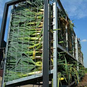 De prei van Twan Wijnen uit Maasbree (L.) is van half april tot begin mei geplant, in een heel droge periode. Na enkele weken braken echter de hemelsluizen open en viel in enkele weken tijd 300 millimeter neerslag. Hij heeft een deel van zijn prei eerder