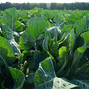 „Ik denk dat ongeveer 60 procent van de bloemkool die toen op het land stond, is verzopen”, zegt Wijnen. Dat komt neer op 20 procent van het totale areaal bloemkool (40 hectare). „Van wat is geplant tussen 1 maart en 1 juni is meer dan de helft verzopen.”