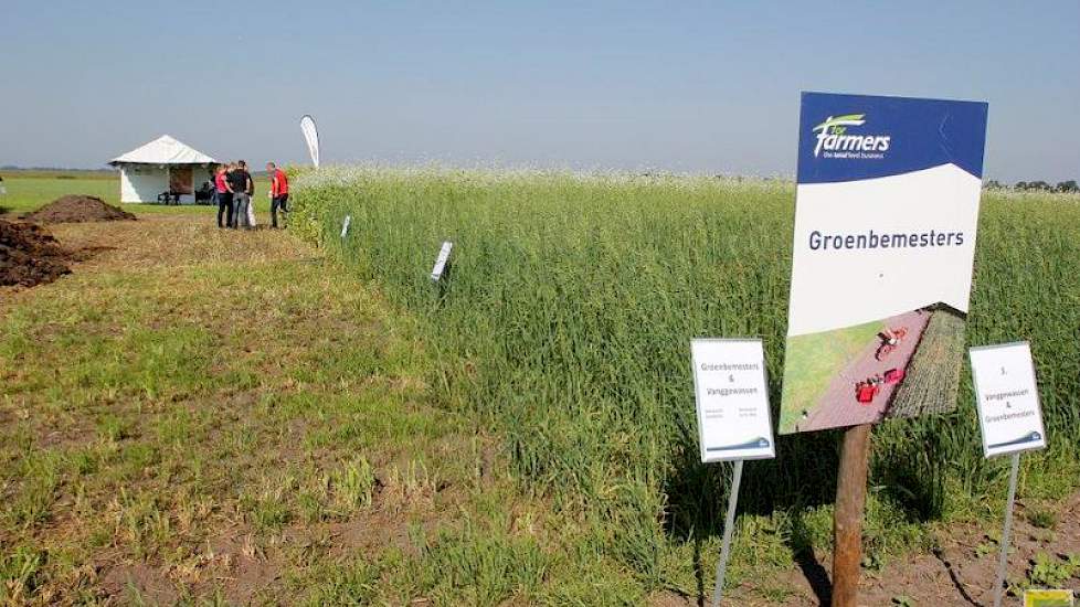 De keuze van de juiste groenbemester na maïs, graan of aardappelen draagt bij aan de bodemgezondheid.