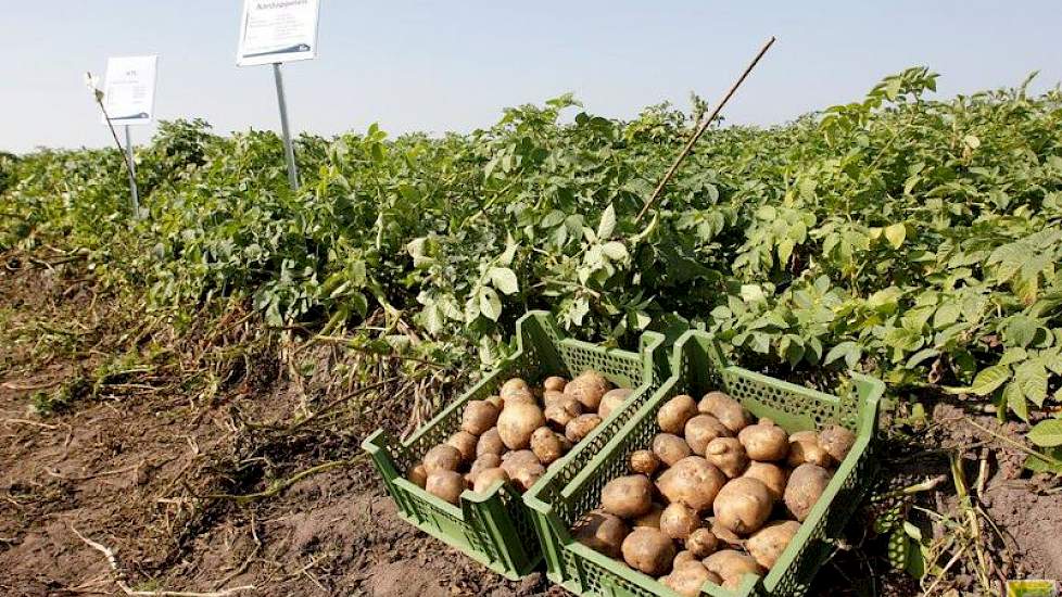 Een indruk van de knollen kregen de telers alvast.