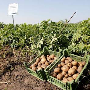 Een indruk van de knollen kregen de telers alvast.