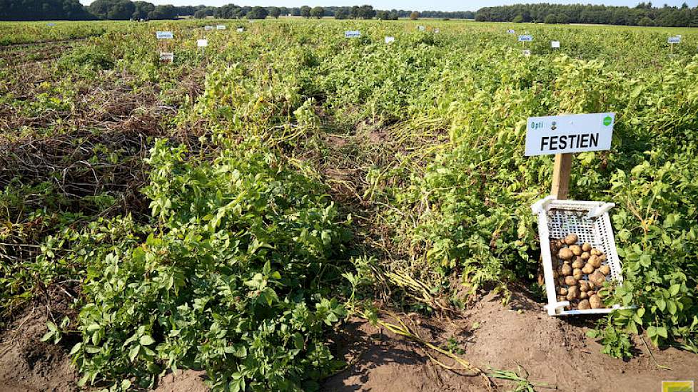 Bekende rassen liggen naast nieuwkomers onder nummer.