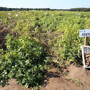 Bekende rassen liggen naast nieuwkomers onder nummer.