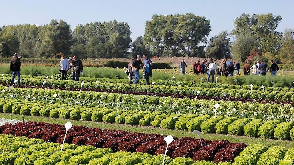 Fotoserie: Grote Diversiteit Biologische Groenterassen Geshowd ...