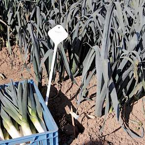 Winterprei Navajo is voor de Nederlandse markt. Nieuw is de herfstprei Cherokee. Vrensen zegt dat deze een mooi opgericht blad heeft, gemakkelijk oogstbaar is en gezond groei. Het ras is sterk op roest.