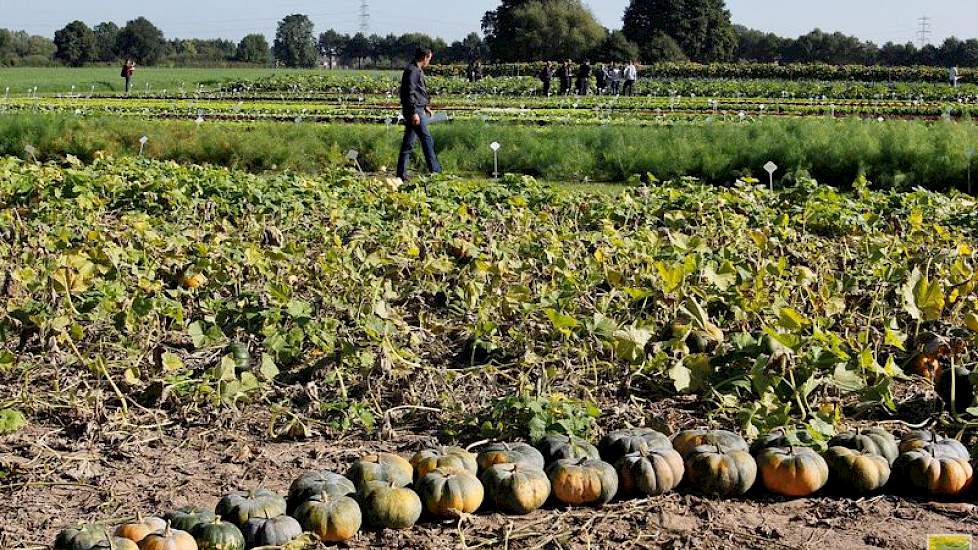 Op de voorgrond andere pompoensoorten. In het buitenland is vaak meer aanbod aan groene varianten.