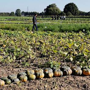 Op de voorgrond andere pompoensoorten. In het buitenland is vaak meer aanbod aan groene varianten.