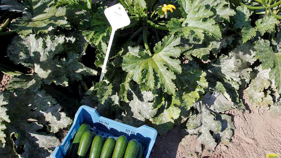 ... courgette en veel meer.