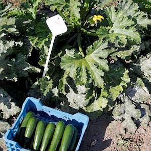 ... courgette en veel meer.