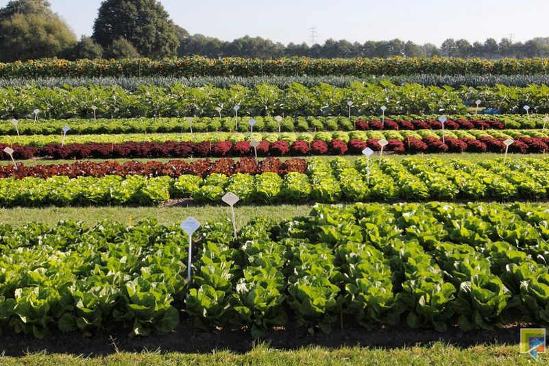 Fotoserie: Grote Diversiteit Biologische Groenterassen Geshowd ...