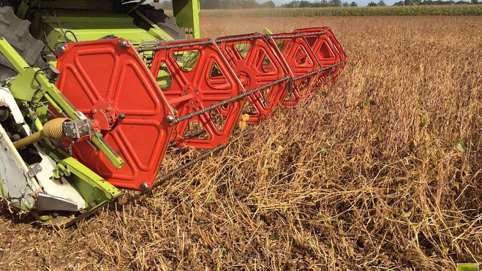 Oogsten gebeurt met een normale combine, in dit geval de Claas Dominator 108 maxi. Het is zaak kort te maaien, zegt Nagelhoud. Om hangen van het gewas en stropen te voorkomen, zijn de torpedo’s verwijderd op het maaibord. Ook is het van belang om de mante