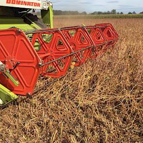 Oogsten gebeurt met een normale combine, in dit geval de Claas Dominator 108 maxi. Het is zaak kort te maaien, zegt Nagelhoud. Om hangen van het gewas en stropen te voorkomen, zijn de torpedo’s verwijderd op het maaibord. Ook is het van belang om de mante