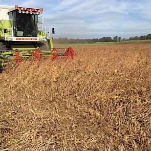 Het was een redelijk goed groeiseizoen, met wel een natte zomer wat op sommige plaatsen problemen gaf met sclerotinia, aldus Nagelhoud. Maar een mooie nazomer is dit gewas erg ten goede gekomen, voor de afrijping en een droge oogst.