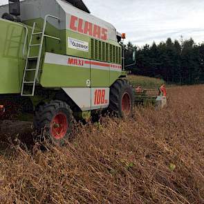 Vorige week zijn de eerste percelen soja geoogst in Drenthe en Zuid-Nederland.