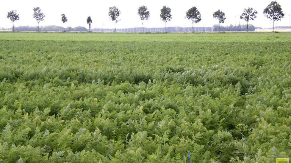 Opvallend tussen de rassen was het op de foto zichtbaar hogere en donkere ras Priam. “Eindelijk een opvolger voor Nerac”, zei het publiek. Smaak is geen issue in dit segment, zei de vertegenwoordiger van Nerac: “Ik vind het prima voor de cavia’s, zelf pak