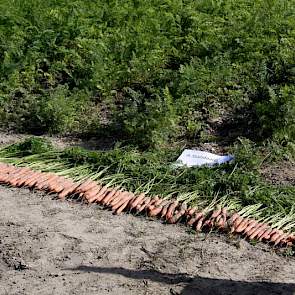 In de hele proef was minder vertakking dan andere jaren. Er moest nog geoogst worden dus de echte opbrengst was nog niet duidelijk. Slechte peen zat er niet bij dit jaar. Op de foto peen van het 0-veld. “Dat is geen 7 ton in de kist”, mompelde een teler o