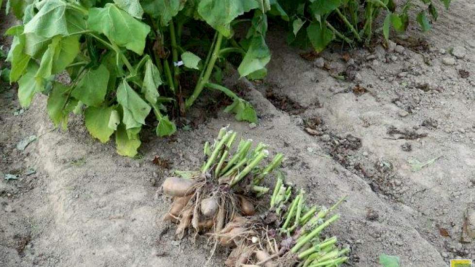 De knolgewassen zijn zo anders van groeiwijze dat dit om aanpassingen in de teelt vraagt. „Je kunt yacon niet zo rooien met een vierrijige aardappelrooier. We onderzoeken hoe we de teelt kunnen mechaniseren”, aldus Van Oers.