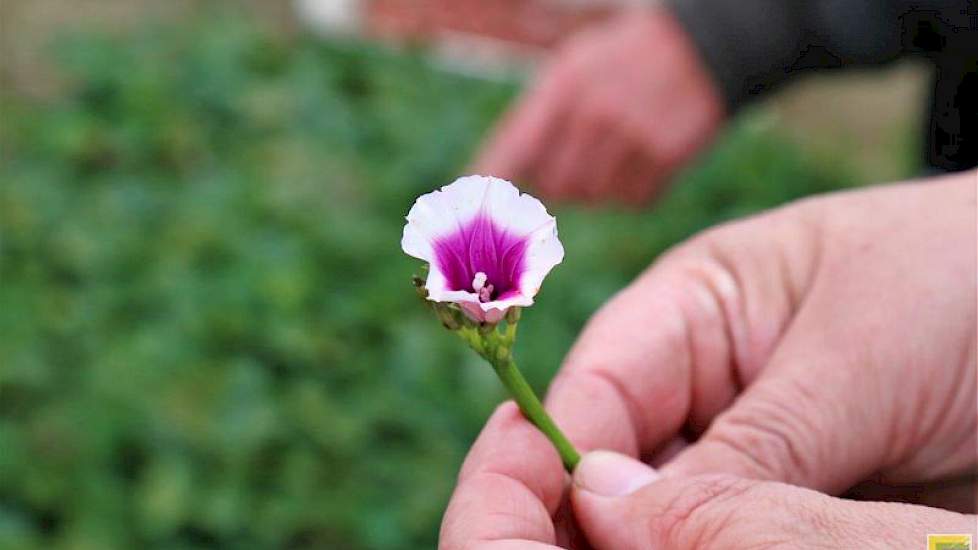 Aan de bloem van de bataat is goed te zien dat hij familie van de haagwinde en de akkerwinde is.