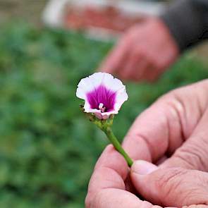 Aan de bloem van de bataat is goed te zien dat hij familie van de haagwinde en de akkerwinde is.