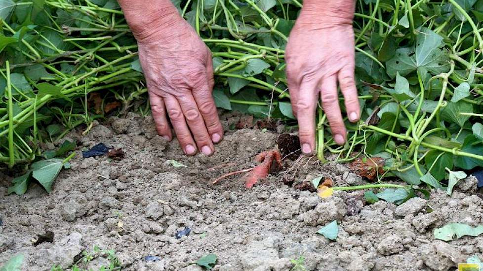 De plant ontwikkeld zich sterk rankend boven de grond. Zoete aardappel (Ipomoea batatas) is familie van de haagwinde. In warme streken kan het gewas enorme opbrengsten halen. In China tot 100 ton knollen per hectare. Van Oers: „Nu is alles wat in de winke