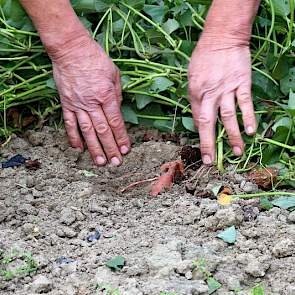 De plant ontwikkeld zich sterk rankend boven de grond. Zoete aardappel (Ipomoea batatas) is familie van de haagwinde. In warme streken kan het gewas enorme opbrengsten halen. In China tot 100 ton knollen per hectare. Van Oers: „Nu is alles wat in de winke