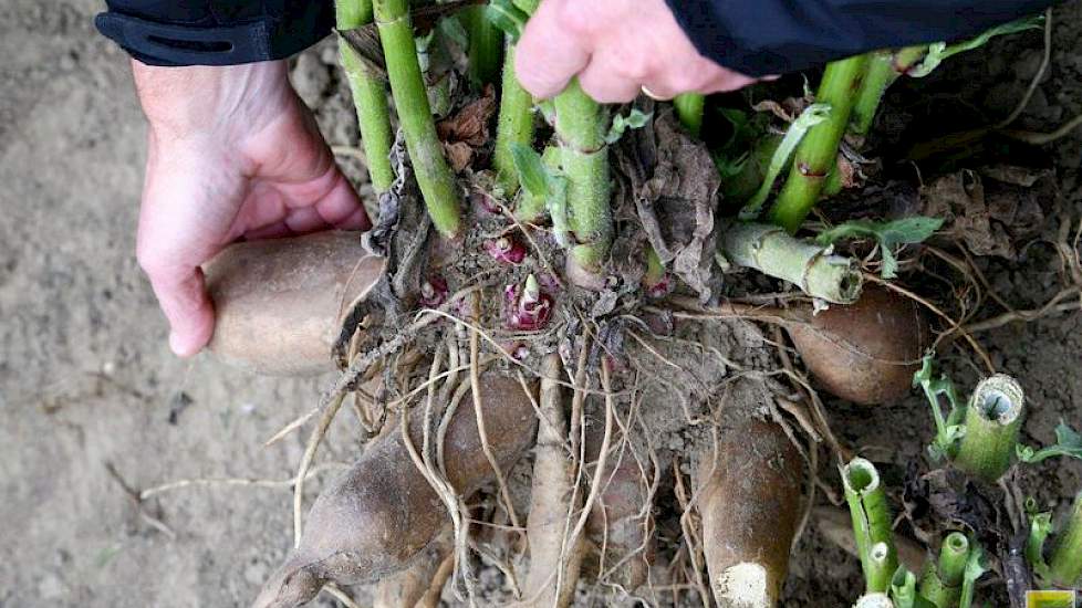 De knollen breken gemakkelijk bij het rooien. Aan de stengels boven de knollen is goed te zien dat de yacon familie van de zonnebloem en de aardpeer is.”