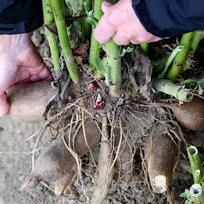 De knollen breken gemakkelijk bij het rooien. Aan de stengels boven de knollen is goed te zien dat de yacon familie van de zonnebloem en de aardpeer is.”