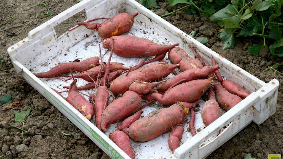 De zoete aardappel of bataat is geen familie van de gewone aardappel. De knol is anders van vorm, meer langerekt. Het gewas wordt vermeerderd met stekken of door beworteld stek te planten. Van Oers: „Dat lijkt op het planten van knolselderij.”