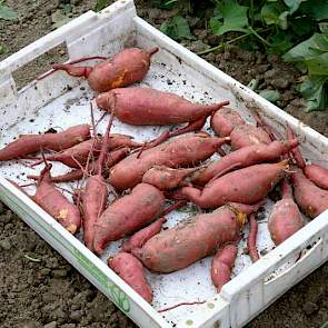 De zoete aardappel of bataat is geen familie van de gewone aardappel. De knol is anders van vorm, meer langerekt. Het gewas wordt vermeerderd met stekken of door beworteld stek te planten. Van Oers: „Dat lijkt op het planten van knolselderij.”