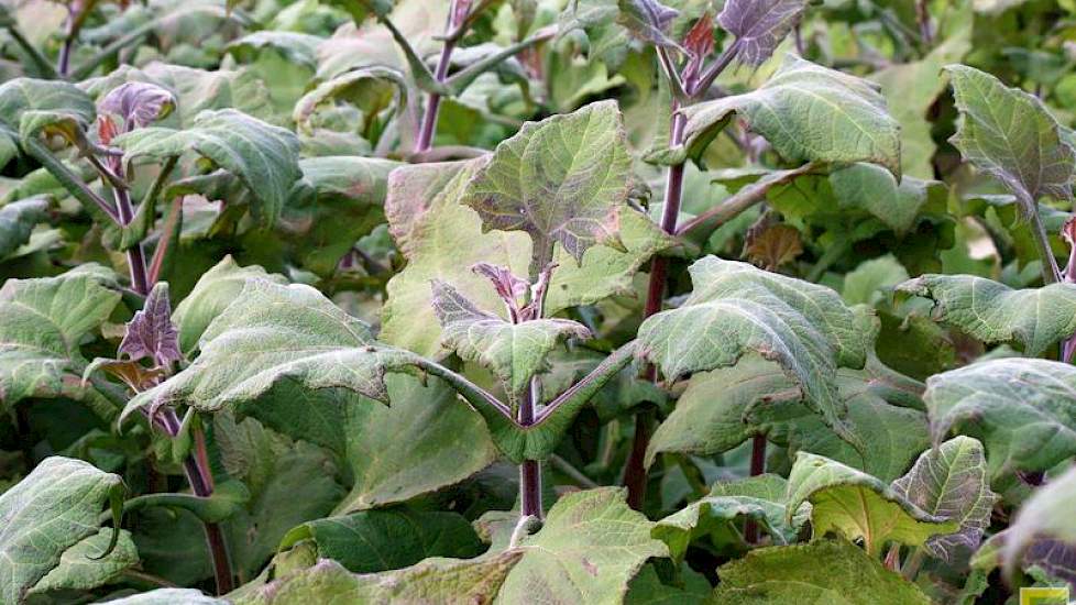 Dit is yacon. Dit knolgewas uit de Andes is een hoge, grote plant met een kluit grote wortels in de grond. De knollen smaken zoet. Volgens Van Oers is het product heel geschikt voor mensen met diabetes. „De wortels lijken in hun samenstelling wat op cicho