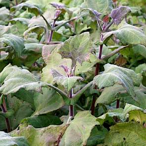 Dit is yacon. Dit knolgewas uit de Andes is een hoge, grote plant met een kluit grote wortels in de grond. De knollen smaken zoet. Volgens Van Oers is het product heel geschikt voor mensen met diabetes. „De wortels lijken in hun samenstelling wat op cicho