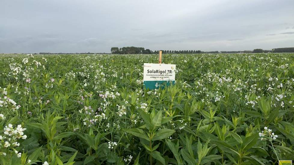 Naast enkelvoudige groenbemesters doet Mol Agrocom al enkele jaren ervaring op met gevarieerde mengsels.