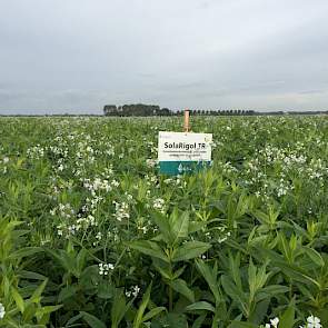 Naast enkelvoudige groenbemesters doet Mol Agrocom al enkele jaren ervaring op met gevarieerde mengsels.