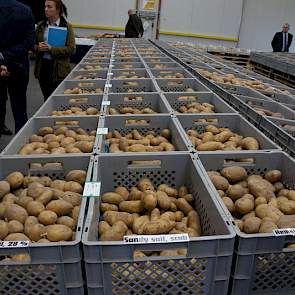 In de bakken op de show van Den Hartigh is goed te zien hoe nieuwe rassen het doen ten opzichte van oudgedienden als Desirée. Eising geeft als voorbeeld voor dat segment de Rivola, die schoon blijft van pallida en de aardappelziekte. „Hij is sterk op droo