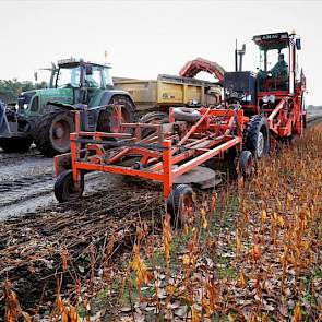 Het bedrijf van Marcellis is ongeveer halverwege de oogst van 40 hectare lelies.