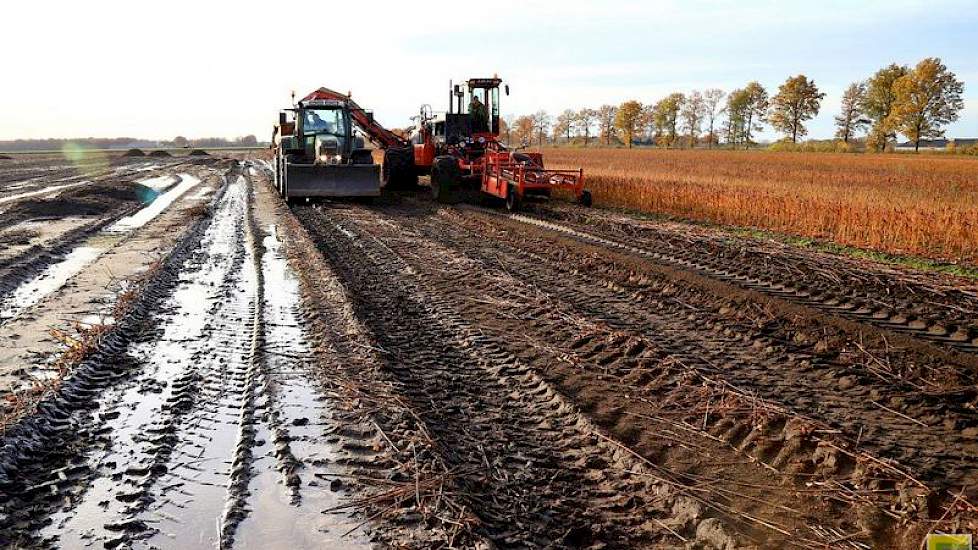 De zandgrond in Noord-Limburg is heel geschikt voor de lelieteelt. De bollen van een aantal percelen verzopen na de stortbuien van 150 millimeter in twee dagen die in juni vielen. Over de opbrengsten op de percelen die Marcellis nu rooit is hij tevreden.