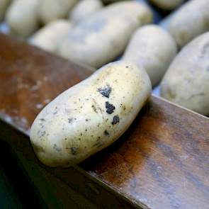 De partij is al behoorlijk schoon, omdat hij voor de tweede keer wordt gelezen. Er zit een enkele knol met rhizoctonia in. ‘Maar ook tijdens de eerste leesronde zat er weinig ballast in.’