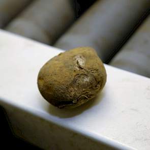 Deze aardappel is beschadigd geraakt, waarschijnlijk door het rooien. Door de beschadiging is de aardappel daar verkleurd. Tijdens het lezen komt hij in een aantal partijen wel veel groeischeuren tegen. ‘In deze Agria’s valt dat gelukkig mee.’