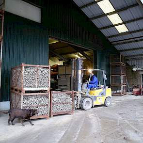 De schuur uit 1997 is tegen de muur van de oude schuur aangebouwd. Zoon Arjan verplaatst met de heftruck enkele kisten met eigen pootgoed. Deze aardappelen worden niet gelezen, ze worden in kisten gerooid en één keer in het bewaarseizoen over de stortbak