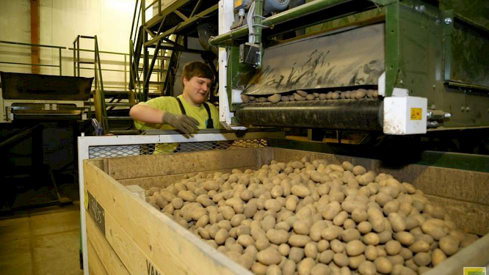 De aardappelen worden op maat gesorteerd, gelezen en weer in kisten gedraaid, waarna ze de koeling in gaan. De aardappelen zijn bestemd voor export.