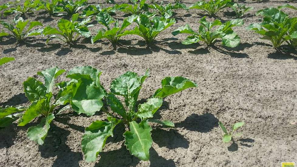 23 mei: De grote verschillen in gewasstand zijn typerend voor het droge voorjaar. Op het moment dat het veld gesloten is, begint de diktegroei van de wortel. (foto: WUR)