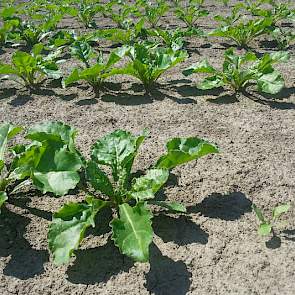 23 mei: De grote verschillen in gewasstand zijn typerend voor het droge voorjaar. Op het moment dat het veld gesloten is, begint de diktegroei van de wortel. (foto: WUR)