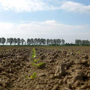 24 april: De rijen met bietjes zijn al goed te zien.