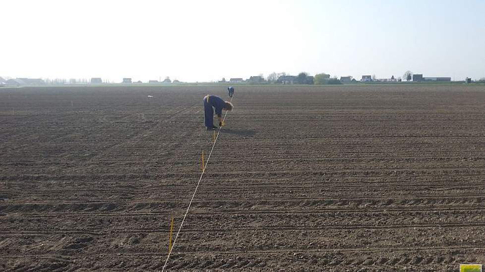 28 maart: Linksvoor ieder veldje wordt een piketje gezet, daaraan een label met enkele gegevens van het desbetreffende veldje.