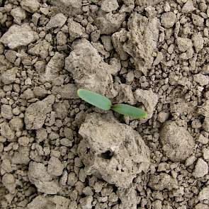 13 april: Er staan zo’n 85 tot 90.000 planten, de meeste in het kiembladstadium, maar er komen er ook nog door (foto: IRS).