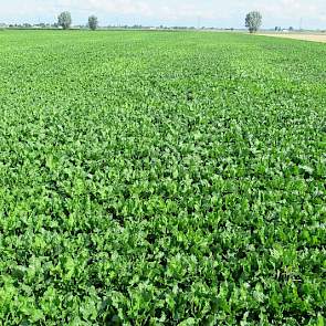 21 juli: Met het blote oog zijn al kleurverschillen tussen de rassen te zien op deze rassenproef in Westmaas. Dit perceel is besmet met bietencysteaaltjes. De veldjes zijn 3 meter breed en netto 12 meter lang (foto: IRS).