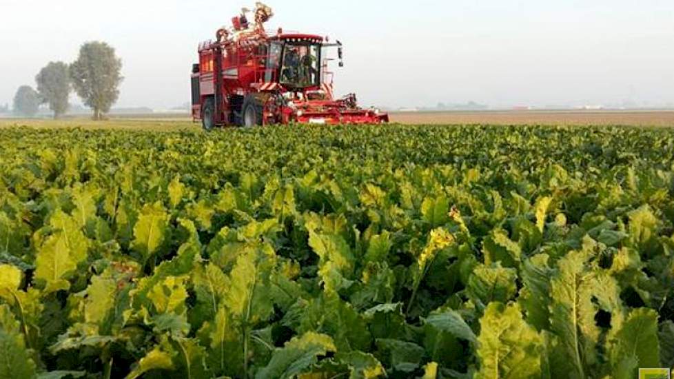 29 augustus: De eerste bieten van het bietenperceel van Proefbedrijf Westmaas zijn vanochtend gerooid. Op het erf komen drie bietenhopen die met verschillende instellingen gerooid zijn. Op 31 augustus wordt op de Praktijkdag Suikerbieten uitleg gegeven ov